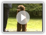 Irish Water Spaniel - AKC Dog Breed Series
